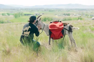 Timberline Panniers
